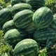 Арбуз Балатон F1 Syngenta/Швейцария 10 шт (zip-paket) - изображение 2