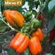Перець солодкий Магно F1 помаранчевий Enza Zaden/Нідерланди 8 шт. - зображення 2