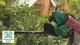 Аккумуляторный кусторез Bosch EasyHedgeCut 18-45 solo (0600849H03) - изображение 10