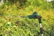 Аккумуляторный кусторез Bosch UniversalHedgePole 18 solo (06008B3001) - изображение 7