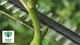 Аккумуляторный кусторез Bosch UniversalHedgePole 18 solo (06008B3001) - изображение 8