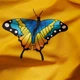 Набор наволочек Moon&Star Бязь Gold Люкс Butterfly Bloom 40х40 2 шт (MS-840001284) - изображение 5