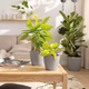 Вазон Lechuza Classicо Color 12, мускатний (A-022725) - изображение 5