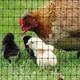 Сетка полимерная Tenax Aviary 2х10 м Черная (8002929120472) - изображение 4