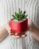 Керамический горшок для кактусов Mini Plant маленького размера 6,4х6,5см Квадратный Красный - изображение 3