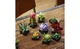 Конструктор Lego Botanicals Суккуленты, 771 деталь 10309 - изображение 5