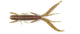 Німфа силікон. HOGY SHRIMP LJ Pro Series 3"/PA03/10шт 140140-PA03 - изображение 3