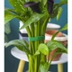 Лента садовая липучка моток 5м для подвязки и крепления растений Зеленая - изображение 8