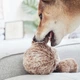 Поисковая игрушка для собак SQUIRREL POP Lambwolf S (5 см) - изображение 3