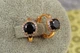 Серьги Xuping Jewelry принц с черным камнем 1.5 см золотистые - изображение 2