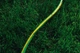 Шланг садовий 2Е AquaFlex Green 3/4" 50м 3 шари 10бар (2E-GHE34GN50) - зображення 2