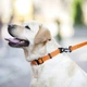 Ошейник COLLAR EVOLUTOR (КОЛЛАР ЭВОЛЮТОР) для собак средних и крупных пород с пряжкой из высокопрочного авиационного алюминия с площадкой для гравировки 25-70 см Оранжевый (42434) - изображение 2