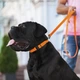 Ошейник COLLAR EVOLUTOR (КОЛЛАР ЭВОЛЮТОР) для собак средних и крупных пород с пряжкой из высокопрочного авиационного алюминия с площадкой для гравировки 25-70 см Оранжевый (42434) - изображение 8