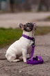Ошейник COLLAR EVOLUTOR (КОЛЛАР ЭВОЛЮТОР) для собак средних и крупных пород с пряжкой из высокопрочного авиационного алюминия с площадкой для гравировки (специально для фанатов DOGPULLER) 25-70 см Фиолетовый (42439) - изображение 14