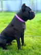 Ошейник COLLAR EVOLUTOR (КОЛЛАР ЭВОЛЮТОР) для собак средних и крупных пород с пряжкой из высокопрочного авиационного алюминия с площадкой для гравировки (специально для фанатов DOGPULLER) 25-70 см Фиолетовый (42439) - изображение 15