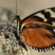 Постер Метелик Heliconius hecale на камені, A1 60×90 см (id4585) - зображення 3