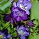 Луковицы Яскрава Фрезия махровая (полная) Blue (29776) (5шт) - изображение 2