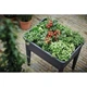 Теплиця в комплекті Green Basics Grow Kit All in 3, чорний (A-014006) - зображення 9
