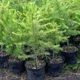 Модрина європейська "Larix decidua Mill" 3 річна - зображення 1