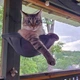 Настінний гамак для кішок «Баскетбольне кільце», складний, чохол чорний сітчастий, 42 см, до 13,6 кг (10493) - зображення 5