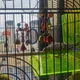 Колокольчики для попугаев разноцветные "12 см" - изображение 2