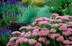 Очиток видный (Sedum spectabile) ВКС (деленка) - изображение 3