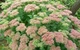Очиток видный (Sedum spectabile) ВКС (деленка) - изображение 4