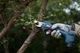 Секатор аккумуляторный BOSCH Pro Pruner, 2 аккумулятора (0.601.9K1.021) - изображение 9