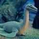 Стретч-игрушка в виде животного Legend of animals – Морские доисторические хищники 128/CN22 - изображение 5