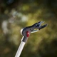 Телескопический садовый сучкорез Felco 290, 1.7-2.7 метра - изображение 3
