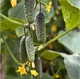 Семена Огурец Мартин F1 10сем. Libra Seeds - изображение 2