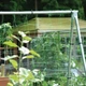 Огуречная сетка AgroStar 1.7×10 м, ячейка 13×15 мм — шпалерная сетка для подвязки огурцов - изображение 6