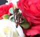 Срібне жіноче каблучка з султанітом Family 18,5 розміру SULK13083410 - зображення 1