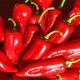 Семена сладкого перца Stocky Red Roaster (Копчёный красный перец) 2023 г. - изображение 3