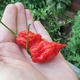 Семена острого перца Carolina Reaper (Каролина Рипер, Каролинский жнец) 2200000, 2025 г. - изображение 2