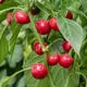 Семена острого перца Red Cherry, Calabrese (Красная Вишня, Калабрезе) 5000, 2025 г. - изображение 2