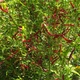 Семена острого перца Chile de Arbol (Чили де Арболь) 30000, 2023 г. - изображение 2