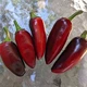Семена острого перца Jalapeno Purple (Халапеньо Фиолетовый) 5000, 2025 г. - изображение 4