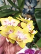 Орхидея (нецветущий подросток) TopDreams Phal. 5016 Yaphon Green Batman бабочка (Brother Sara Gold × Chiada Spark ) в размере 1.7 - изображение 7