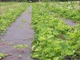 Агроволокно AgroStar 50 г/м² 1.6 x 50 м черное, для мульчевания клубники - изображение 2