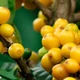 BRASIL YELLOW BOURBON кофе зерновой БРАЗИЛИЯ ЖЕЛТЫЙ БУРБОН арабика 500 г Свежеобжаренный кофе Моносорт - изображение 6