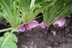 Семена Брюква Шведская, 2 г (GL Seeds) - изображение 4