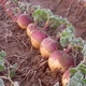 Семена Брюква Шведская, 2 г (GL Seeds) - изображение 5