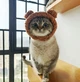 Шапка с ушками для кошек и собак Brown Pet Weight 2-4.5 kg - изображение 8