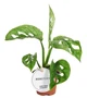 Монстера Adansonii Mint Variegata, горщик ⌀ 6 - зображення 2