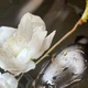 Самоклеющаяся наклейка на стол Белые цветы на камнях 65х120см ПВХ пленка самоклеющаяся Черный (Z181696st-FF) - изображение 8