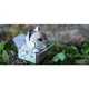 Сборная 3D модель Eugy Зоопарк Котенок сиамский (XEG-088) - изображение 15