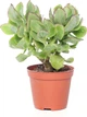 Крассула Crassula cristaat - зображення 3