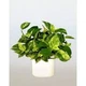 Эпипремнум Epipremnum aureum - изображение 2
