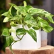 Эпипремнум Epipremnum aureum - изображение 3